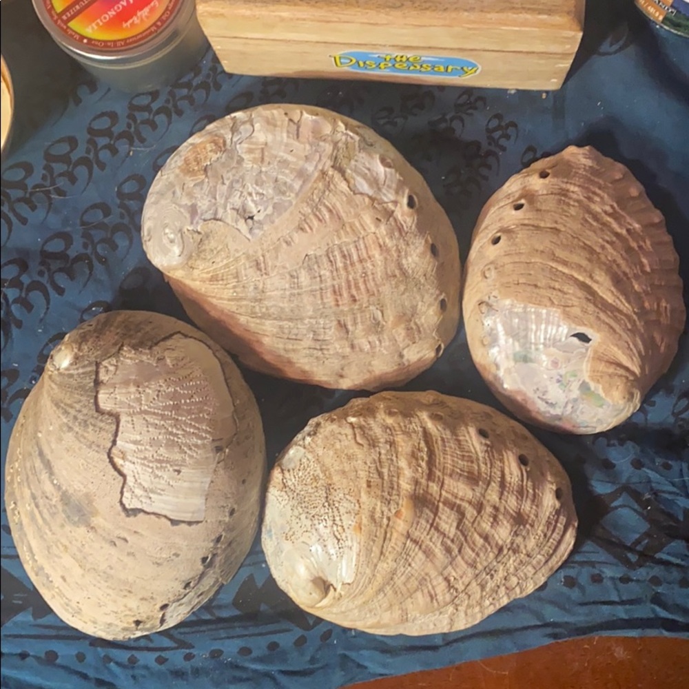 Large abalone shells - Picture 2 of 2